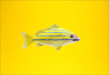 海水魚のノベルティグッズ、ポストカード無料テンプレート。｢海水魚のポストカードをお部屋に飾る、DIYアイテム｣海水魚ポストカード01 | ぴの