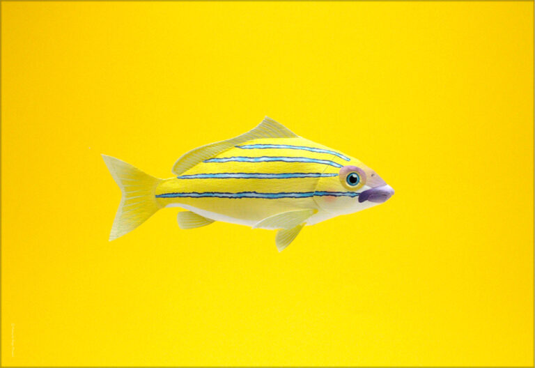 海水魚のノベルティグッズ、ポストカード無料テンプレート。｢海水魚のポストカードをお部屋に飾る、DIYアイテム｣海水魚ポストカード01